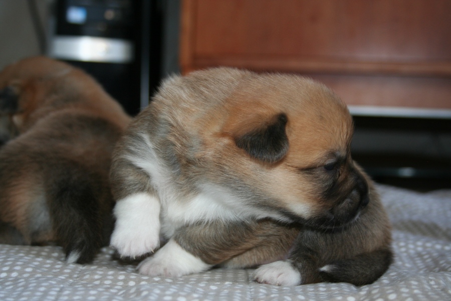Puppies